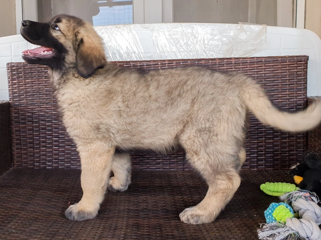 Perros Sarplaninac en venta