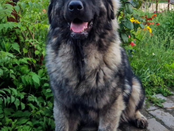 Perros Sarplaninac en venta