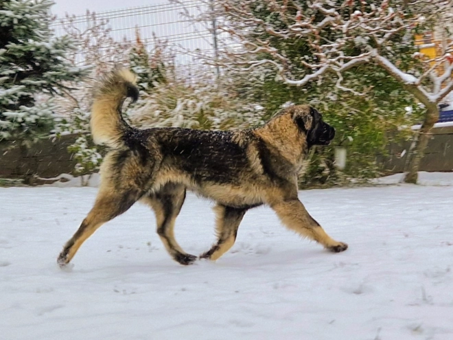 Perros Sarplaninac en venta