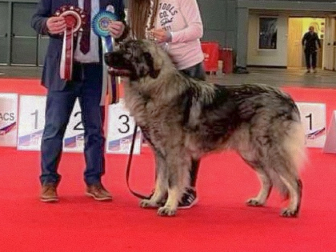 Perros Sarplaninac en venta