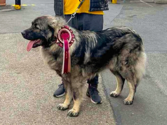 Perros Sarplaninac en venta