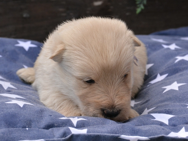 Perros Terrier Escocés en venta