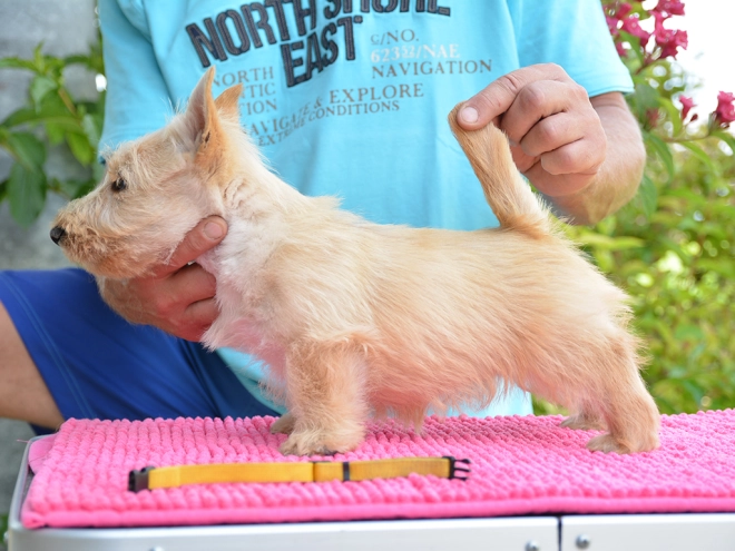 Perros Terrier Escocés en venta
