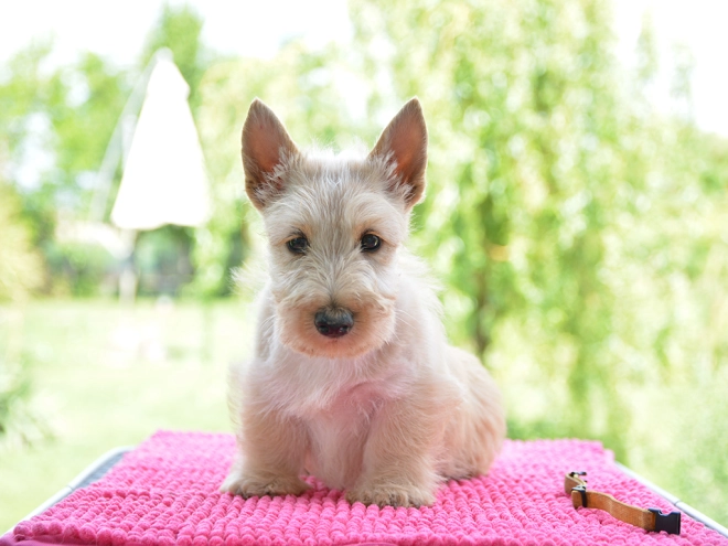 Perros Terrier Escocés en venta