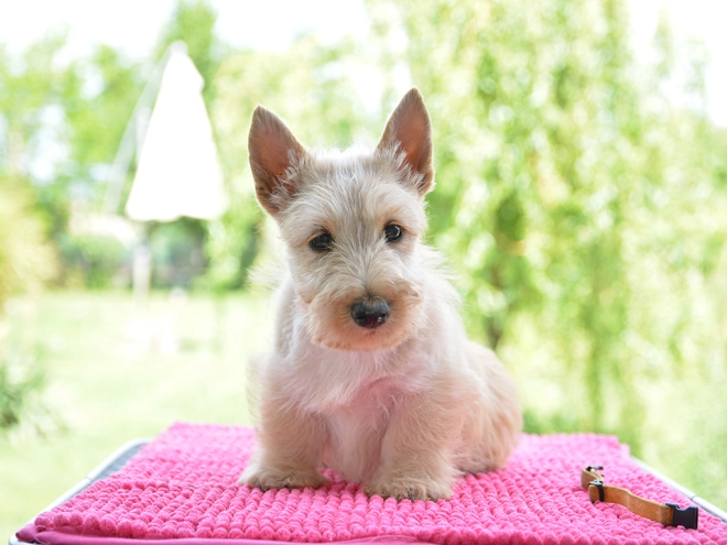 Perros Terrier Escocés en venta