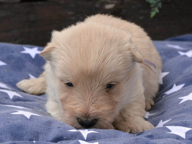Perros Terrier Escocés en venta