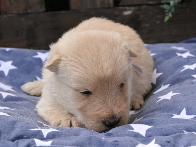 Perros Terrier Escocés en venta