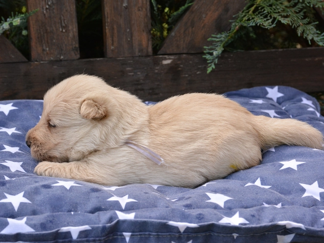 Perros Terrier Escocés en venta