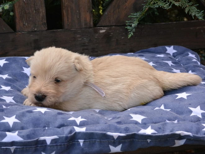 Perros Terrier Escocés en venta