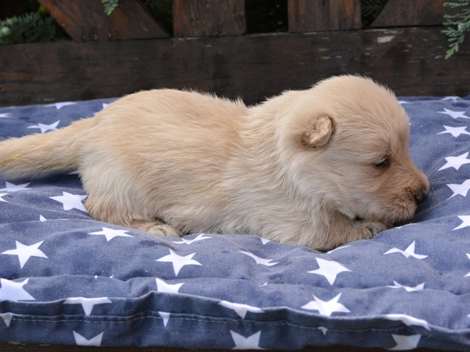 Perros Terrier Escocés en venta