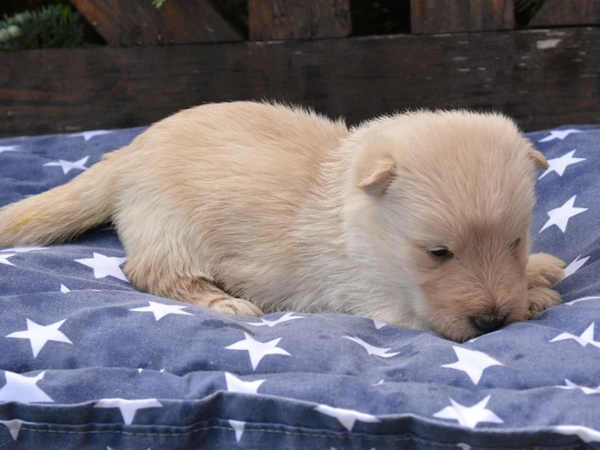 Perros Terrier Escocés en venta