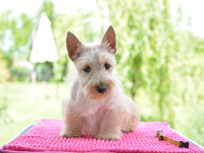 Perros Terrier Escocés en venta
