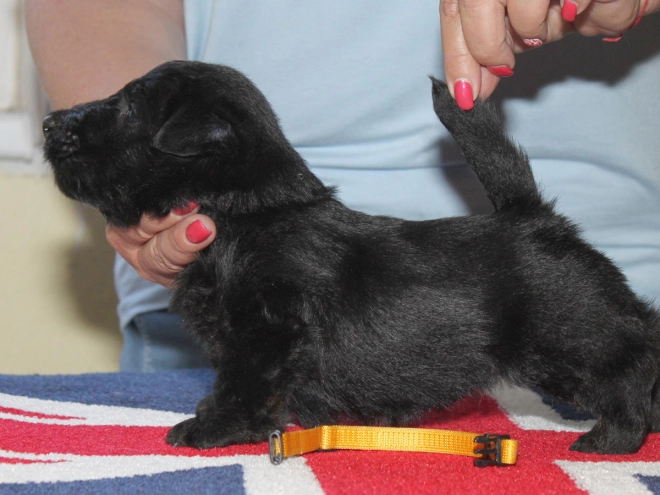 Scottish Terrier puppy for sale