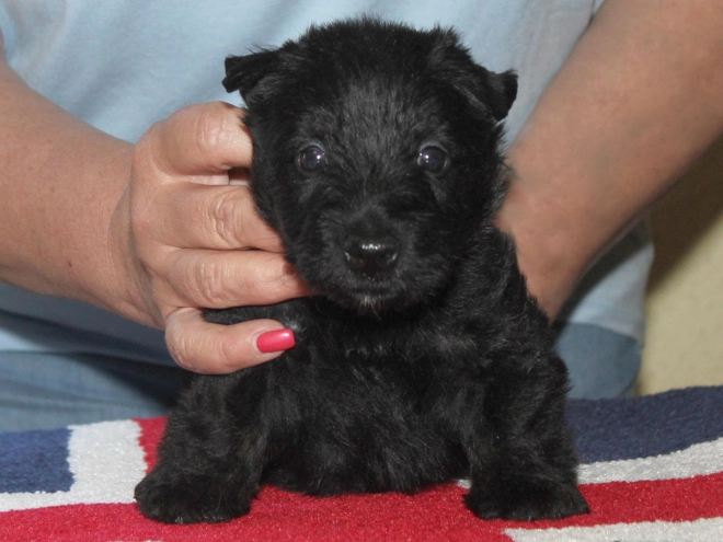 Scottish Terrier puppy for sale