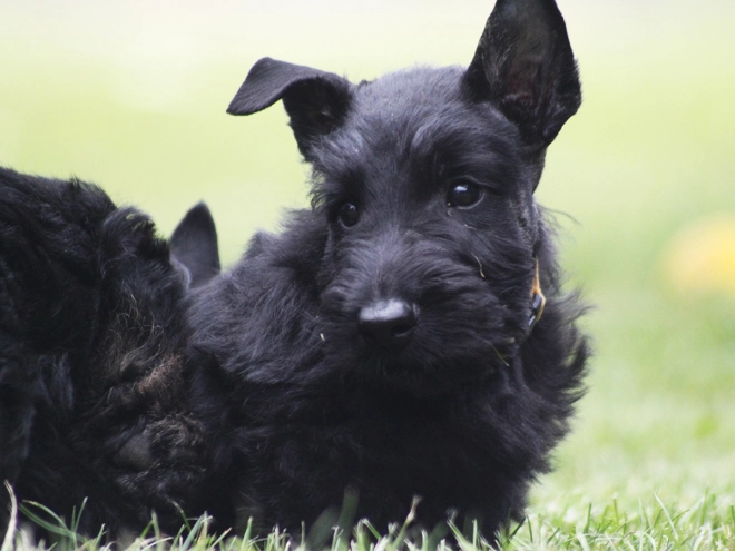 Scottish Terrier puppy for sale