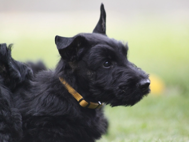 Scottish Terrier puppy for sale