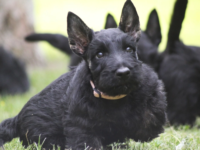 Scottish Terrier puppy for sale