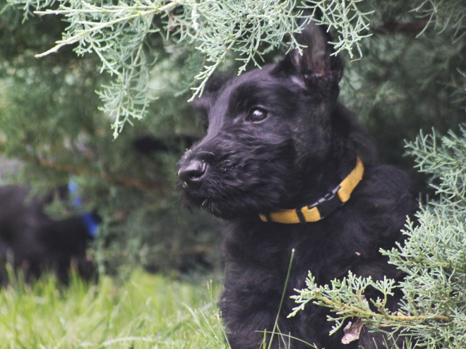 Scottish Terrier puppy for sale