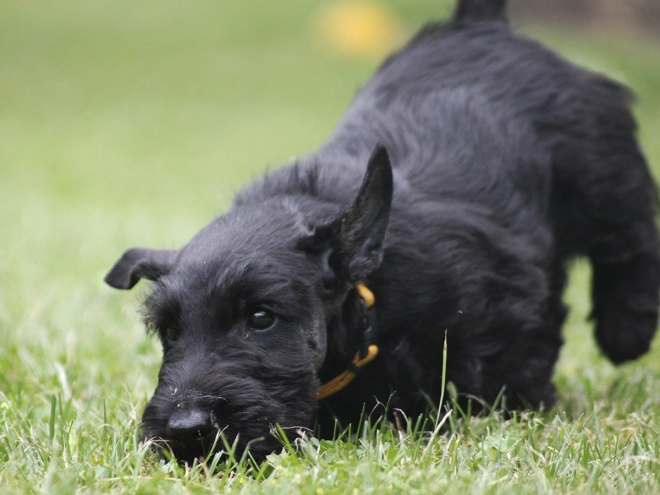 Scottish Terrier puppy for sale