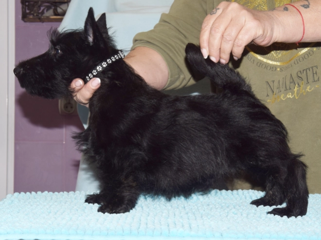 Perros Terrier Escocés en venta