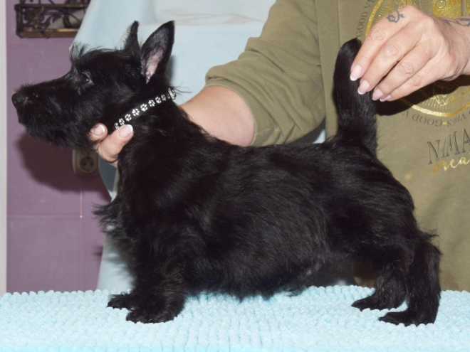 Perros Terrier Escocés en venta