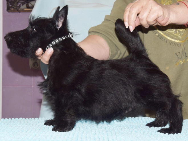 Perros Terrier Escocés en venta