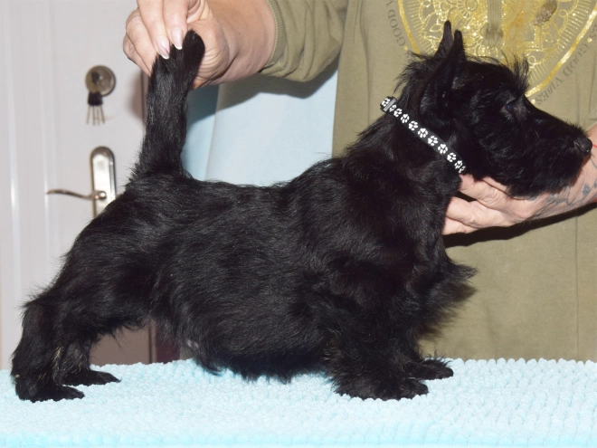 Perros Terrier Escocés en venta