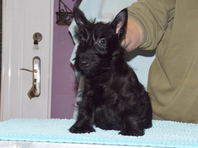 Perros Terrier Escocés en venta