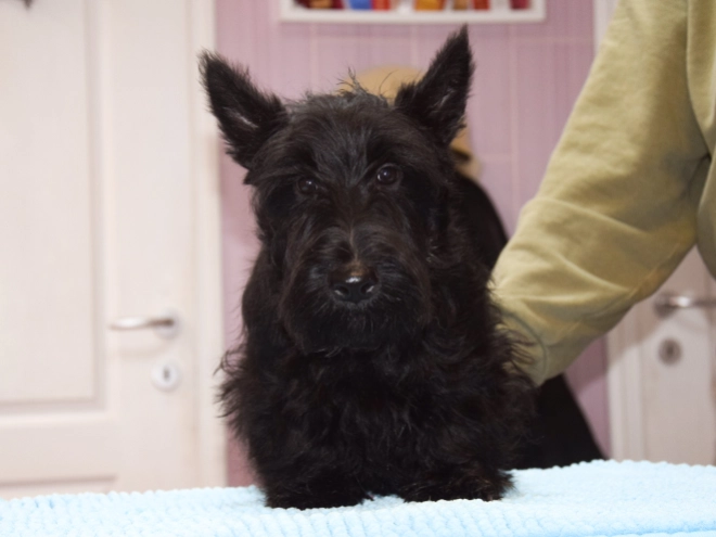 Perros Terrier Escocés en venta