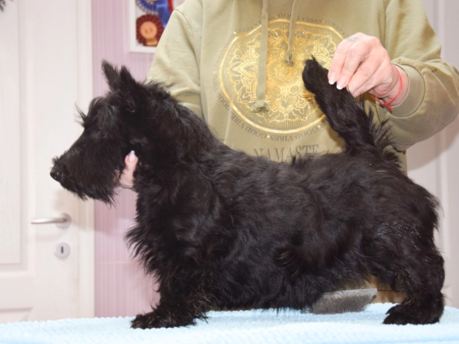 Perros Terrier Escocés en venta