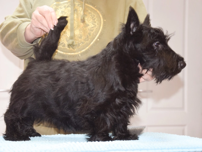 Perros Terrier Escocés en venta