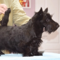 Florian, black Scottish Terrier for sale