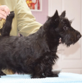Perros Terrier Escocés en venta