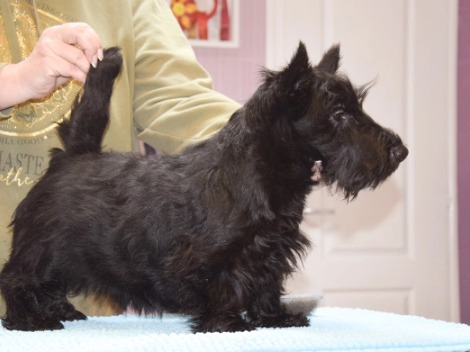 Perros Terrier Escocés en venta
