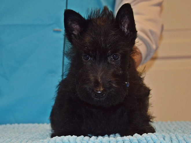 Perros Terrier Escocés en venta