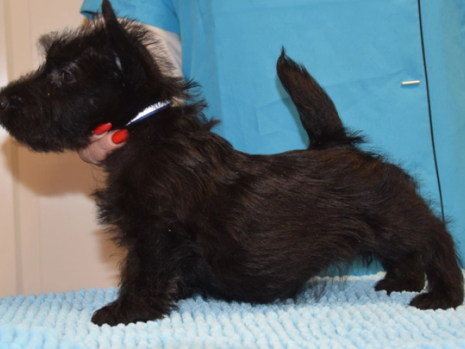 Perros Terrier Escocés en venta
