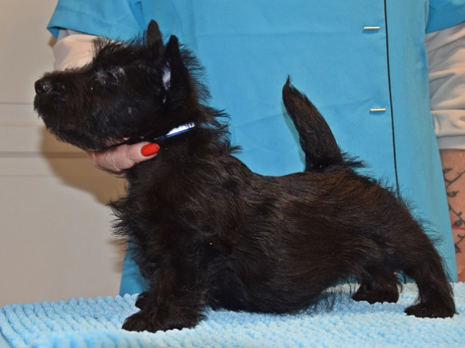 Perros Terrier Escocés en venta