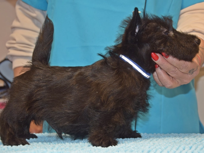 Perros Terrier Escocés en venta