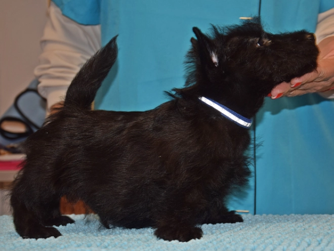 Perros Terrier Escocés en venta
