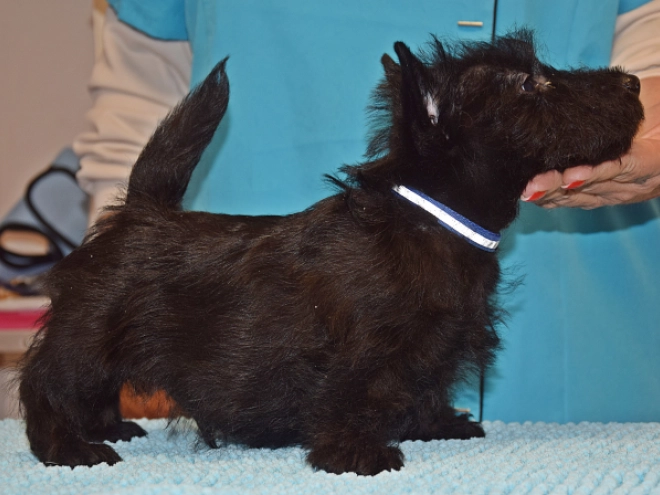 Perros Terrier Escocés en venta