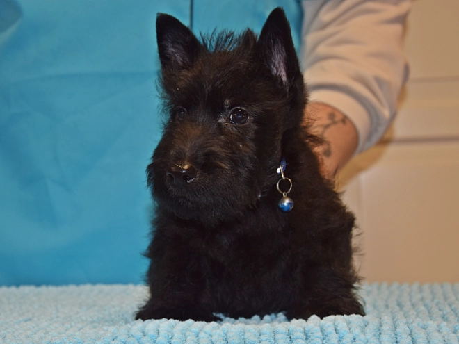Perros Terrier Escocés en venta