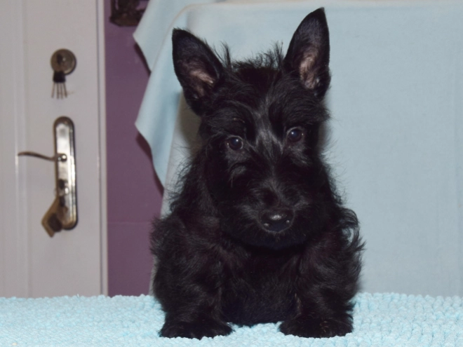 Perros Terrier Escocés en venta