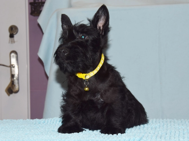 Perros Terrier Escocés en venta