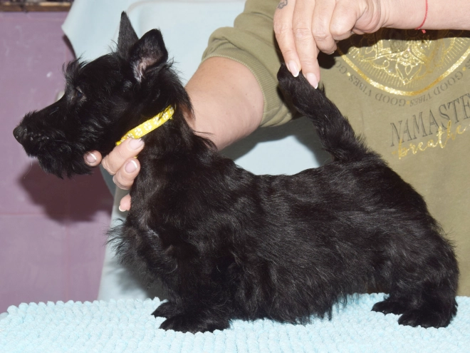 Perros Terrier Escocés en venta