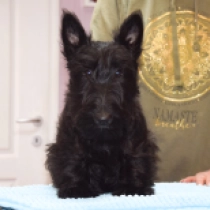 Forest, black Scottish Terrier for sale