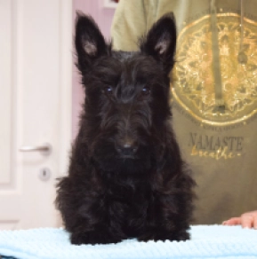 Perros Terrier Escocés en venta