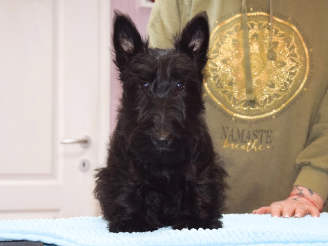 Perros Terrier Escocés en venta