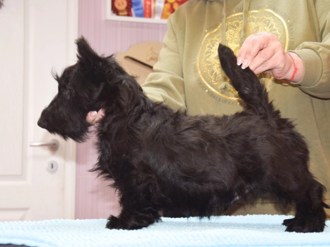 Perros Terrier Escocés en venta