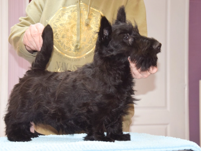 Perros Terrier Escocés en venta