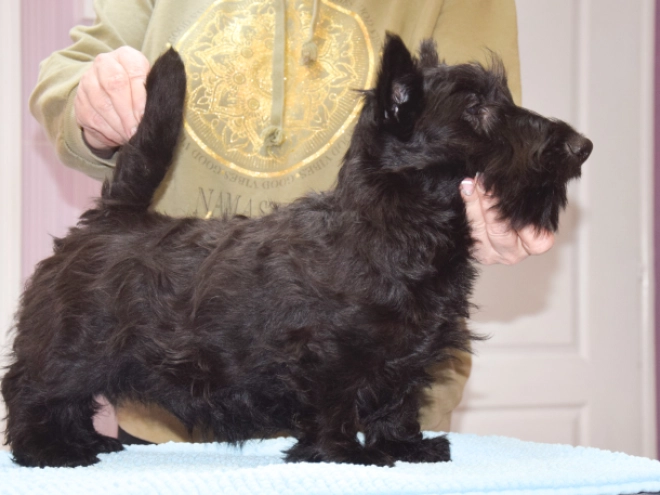 Perros Terrier Escocés en venta